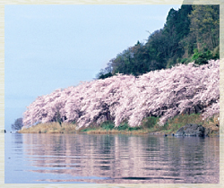 海津大崎、大崎寺 桜