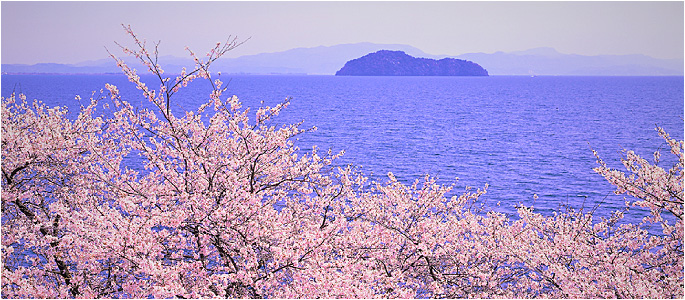 桜と竹生島
