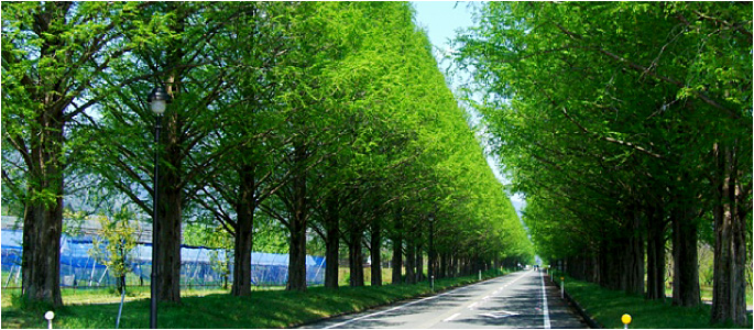 メタセコイヤ並木